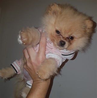 pomeranian-in-pink-outfit